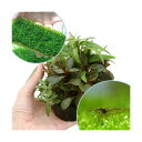 (エビ)(水草)ハニカムシェルター 寄せ植えミックス 育成済 ウィローモス プレートとミナミヌマエビ付(水中葉)