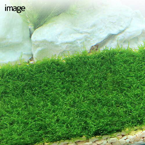 �ʥ��ӡˡʿ���˥ϥ˥��ॷ���륿�����󤻿����ߥå����������ѡ����������⥹���ץ졼�Ȥȥߥʥߥ̥ޥ����աʿ����ա�