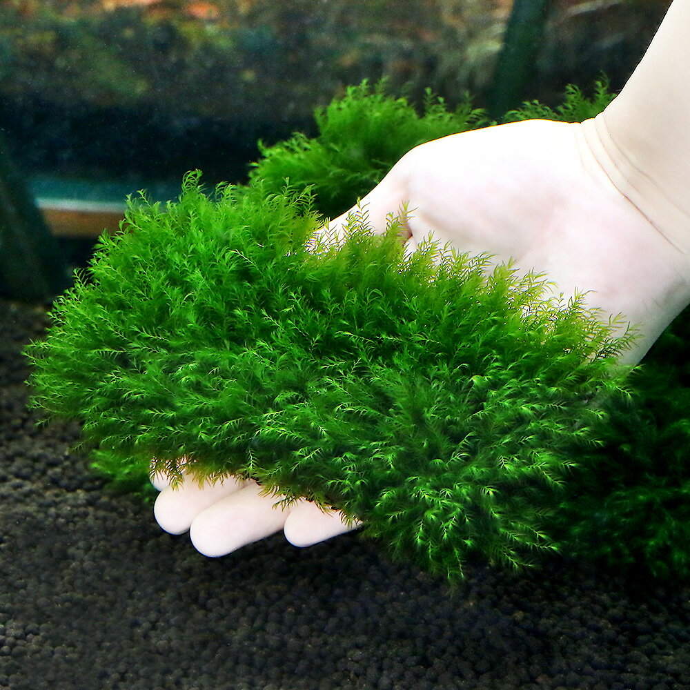 （水草）★育成済★　ウォーターフェザー　クッション（水中葉）（無農薬）（1個）