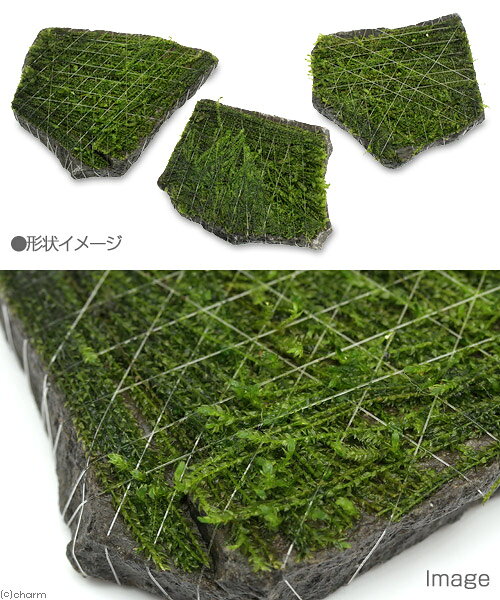 （水草）巻きたて　ウィローモス　輝板石　Sサイズ（水中葉）（無農薬）（3個）