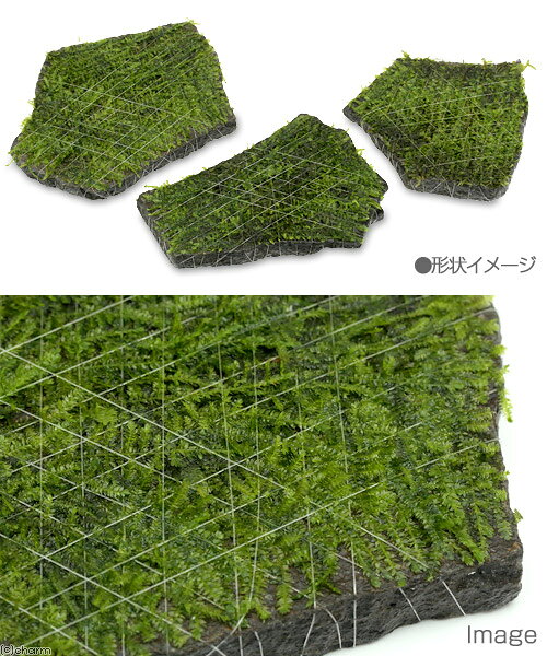 （水草）巻きたて　ジャイアント南米ウィローモス　輝板石　Sサイズ（水中葉）（無...