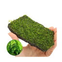 (水草)巻きたて 南米ウィローモス 輝板石 Mサイズ(約14cm)(水中葉)(無農薬)(1個)