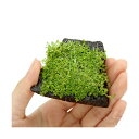 (水草)巻きたて キューバパール 輝板石 Sサイズ(水上葉)(無農薬)(1個)