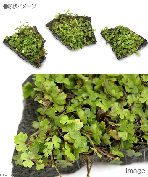 �ʿ���˴������ơ��������ȥ�ꥢ�󡡥Υ��ɥᡡ�����С�S�������ʿ���աˡ�̵�����ˡ�3�ġ�