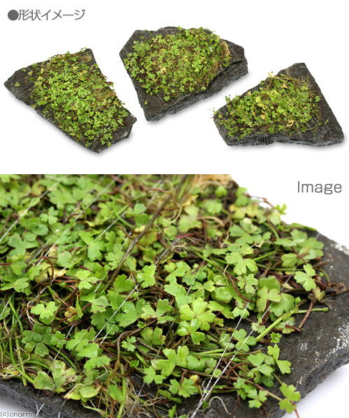 �ʿ���˴������ơ��������ȥ�ꥢ�󡡥Υ��ɥᡡ�����С�M����������14cm�ˡʿ���աˡ�̵�����ˡ�3�ġ�