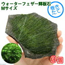 (水草)巻きたて ウォーターフェザー 輝板石 Mサイズ(約14cm)(水中葉)(無農薬)(3個)