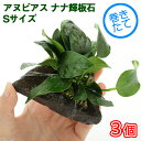 (水草)アヌビアスナナ 輝板石 Sサイズ(水上葉)(3個)