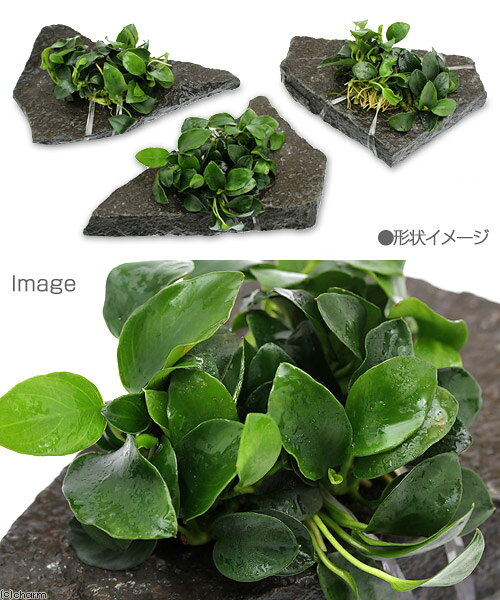 （水草）アヌビアスナナ　プチ　輝板石　Mサイズ（約14cm）（水上葉）（3個）