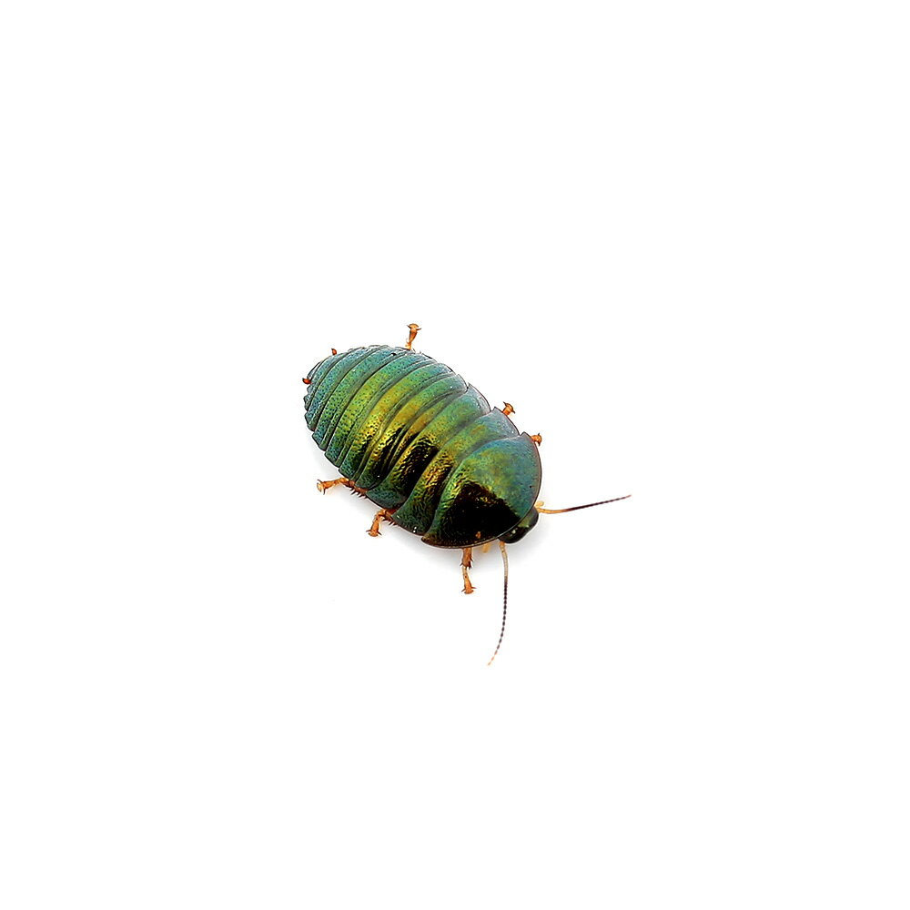 （昆虫）ニジイロゴキブリ　ベトナム・ニンビン省産　幼体（CB個体）　Sサイズ（1匹）　北海道・九州航空便要保温