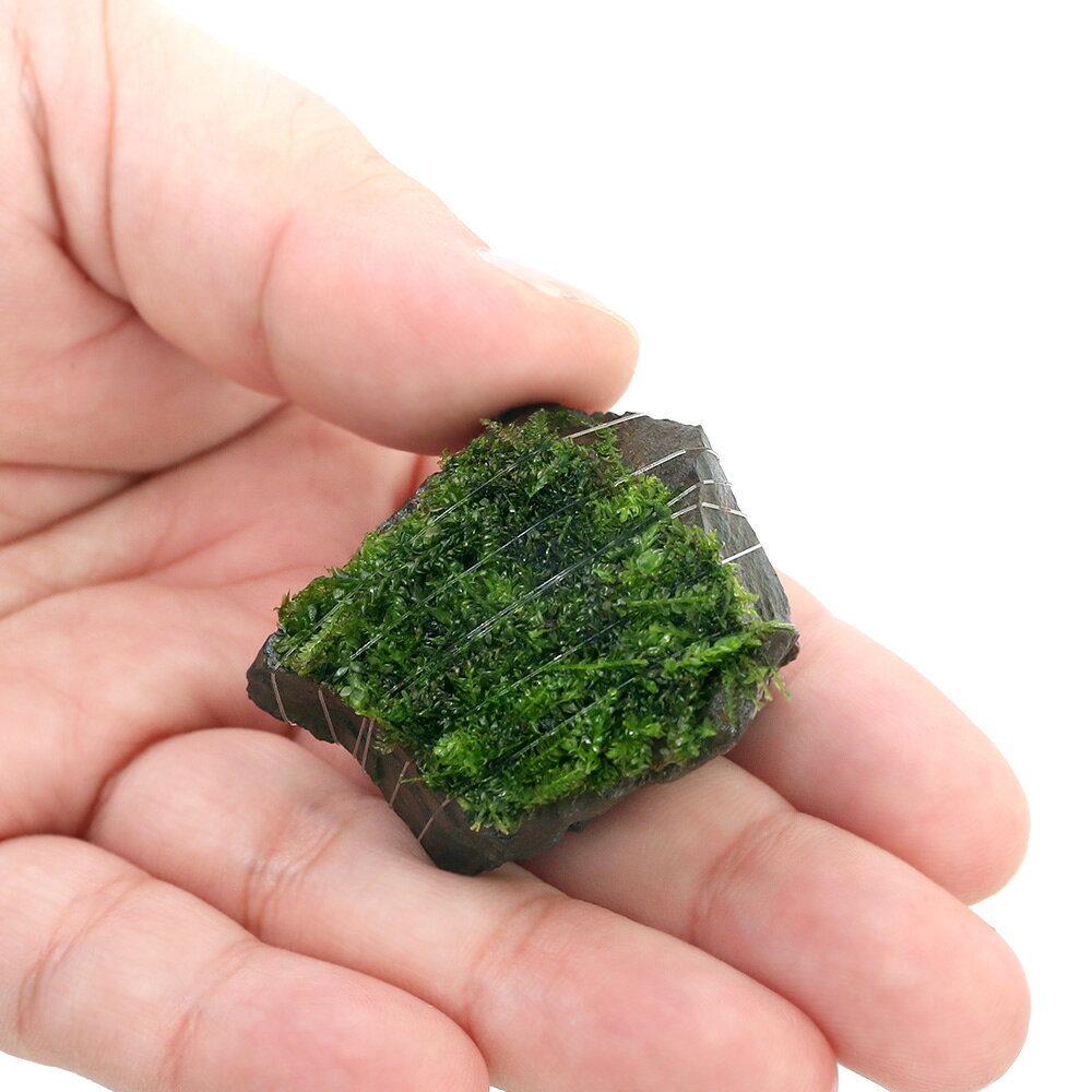 （水草）巻きたて　ウィローモス　ミックス　風山石小粒（水中葉）（無農薬）（5個）