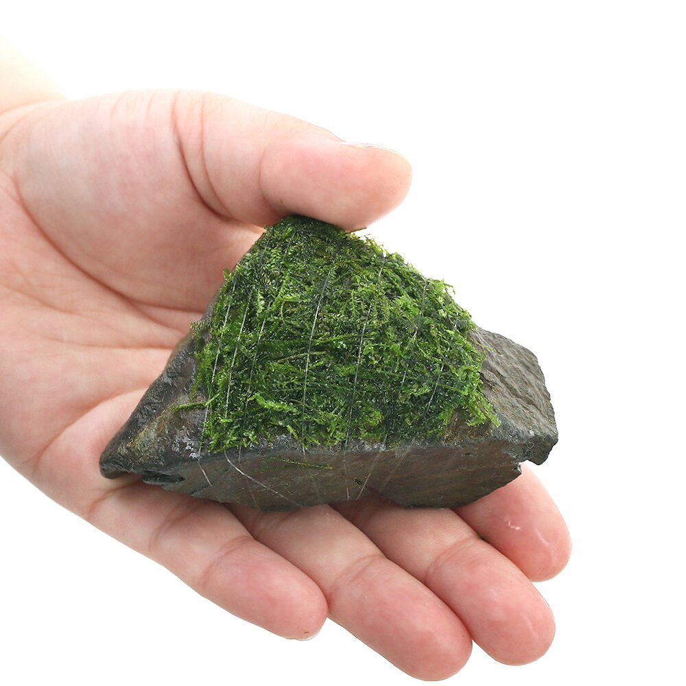 （水草）巻きたて　ウィローモス　ミックス　風山石　SSサイズ（8cm以下）（水中葉...