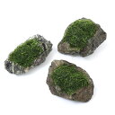 (水草)巻きたて ウィローモス ミックス 風山石 Sサイズ(約10cm)(水中葉)(無農薬)(1個)
