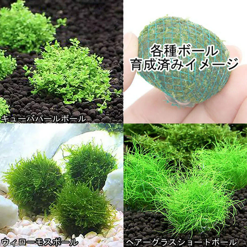 �ʿ�����֤�������ñ���͵��ο���9�����åȡܿ��𤽤����ˡ�1g��2L�ѡˡʿ���աˡ��ܽ��͹����