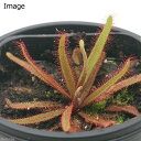 (食虫植物)ツルギバモウセンゴケ(ドロセラ アデラエ)ラバラック 3号(1ポット)