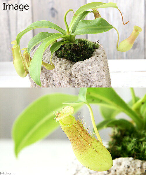 charm 3980 楽天市場店の（観葉植物）苔盆栽　ウツボカズラ　抗火石鉢植え（1鉢）苔｜アングル2