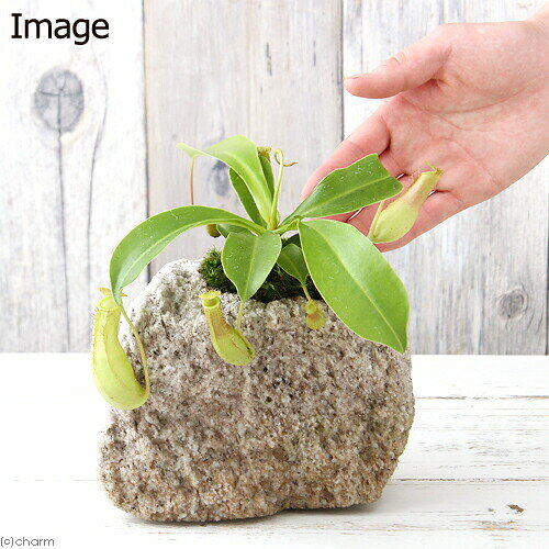 charm 3980 楽天市場店の（観葉植物）苔盆栽　ウツボカズラ　抗火石鉢植え（1鉢）苔｜アングル3