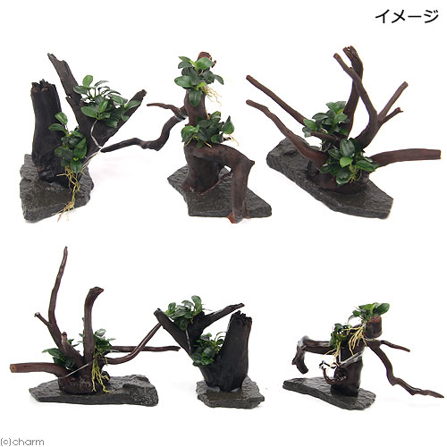 charm 3980 楽天市場店の（水草）置くだけ簡単　レイアウト流木　アヌビアスナナ　プチ付（水上葉）（1個）｜アングル2