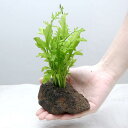 (水草)ウォータースプライト(水上葉)穴あき溶岩石付(無農薬)(1個)