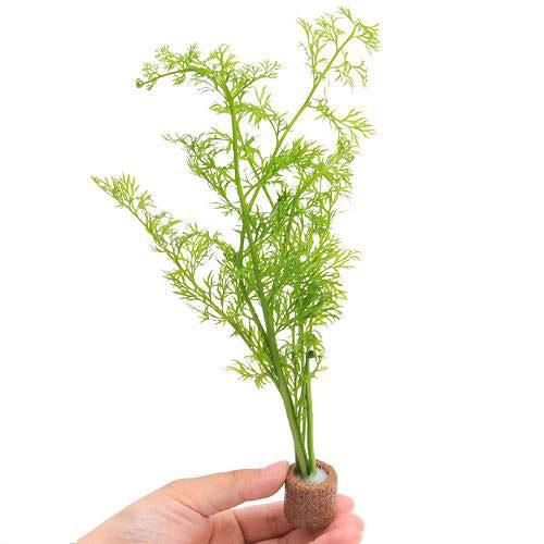 （水草）ライフマルチ（茶）ベトナム産スプライト（水上葉）（無農薬）（2個）　北海道航空便要保温