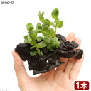 （水草）グリーンロタラ　流木付　SSサイズ（水上葉）（無農薬）（1本）（約10cm）