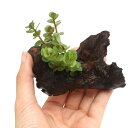(水草)ロタラ ロトンディフォリア 流木付 SSサイズ(水上葉)(無農薬)(3本)(約10cm)
