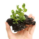 (水草)グリーンロタラ 流木付 SSサイズ(水上葉)(無農薬)(3本)(約10cm)