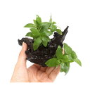 (水草)ハイグロフィラ ポリスペルマ 流木付 SSサイズ(水上葉)(無農薬)(3本)(約10cm)