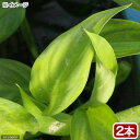 (テラリウム)ヤマサキカズラ(水上葉)(無農薬)(2本)