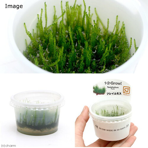 （水草）組織培養1−2−GROW！　フレームモス（液体培地）トロピカ製（無農薬）（1カ...