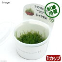 (水草)組織培養1-2-GROW! ジャワモス(液体培地)トロピカ製(無農薬)(1カップ)