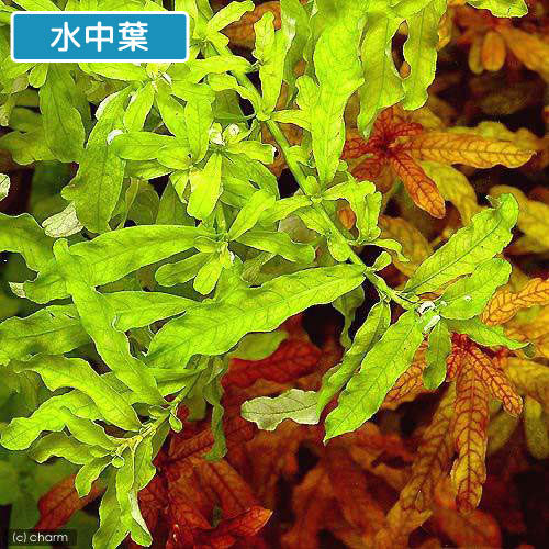 （水草）ルドウィジア　インクリナータ　グリーン（水上葉）（無農薬）（10本）
