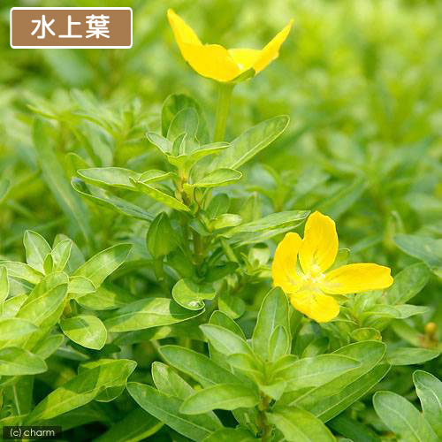 （水草）ルドウィジア　インクリナータ　グリーン（水上葉）（無農薬）（10本）