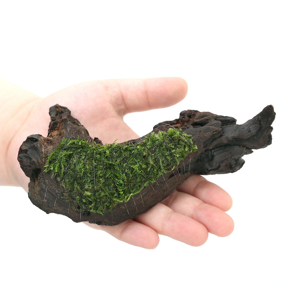 （水草）巻きたて　ウィローモス　ミックス　流木　Sサイズ（約15cm）（水中葉）（...