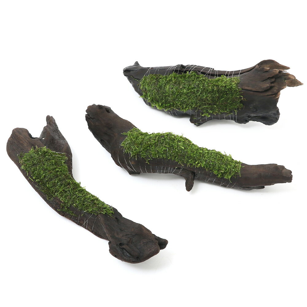 (水草)巻きたて ウィローモス ミックス 流木 Mサイズ(約20cm)(水中葉)(無農薬)(1本)