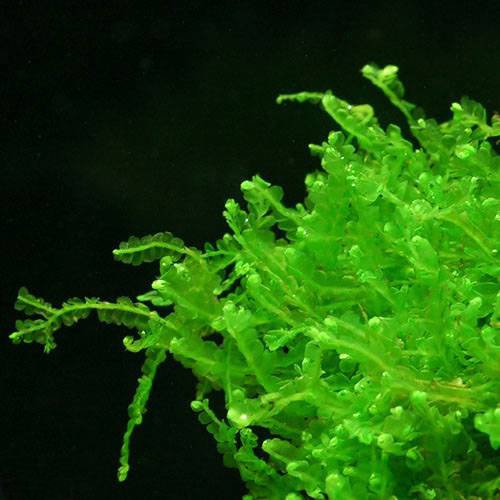 （水草）フジウロコゴケ（スパーテンモス）（水中葉）（無農薬）（3カップ）