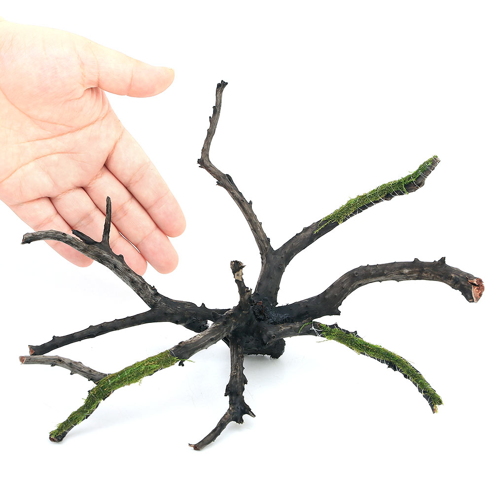 （水草）巻きたて　バブルモス　枝状流木　Mサイズ（約20cm〜）（水中葉）（無農薬...