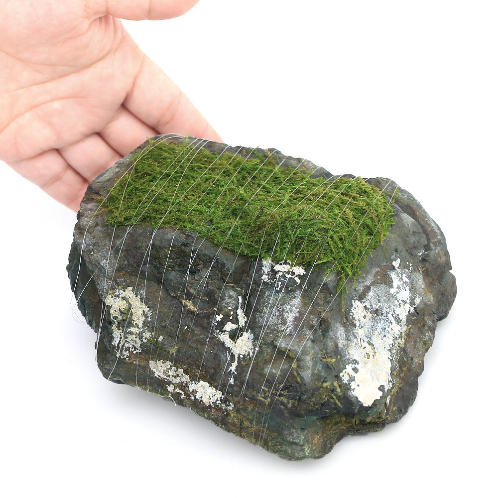 （水草）巻きたて　バブルモス　風山石　Mサイズ（約14cm）（水中葉）（無農薬）（1個）