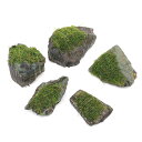 (水草)巻きたて バブルモス 風山石小粒(水中葉)(無農薬)(5個)