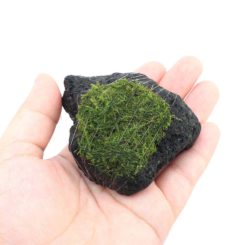 （水草）巻きたて　バブルモス　溶岩石　SSサイズ（8cm以下）（水中葉）（無農薬）...