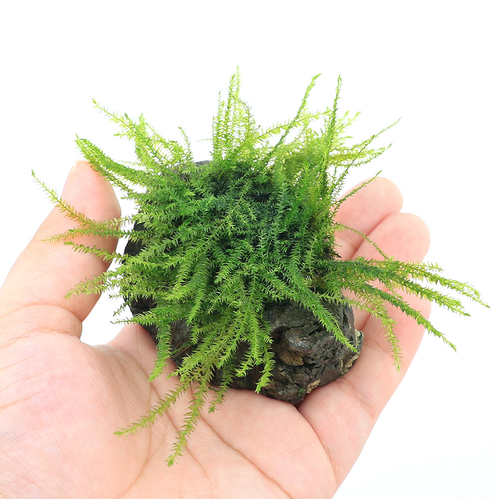 （水草）★育成済★　バブルモス　風山石　SSサイズ（8cm以下）（水中葉）（無農薬）...