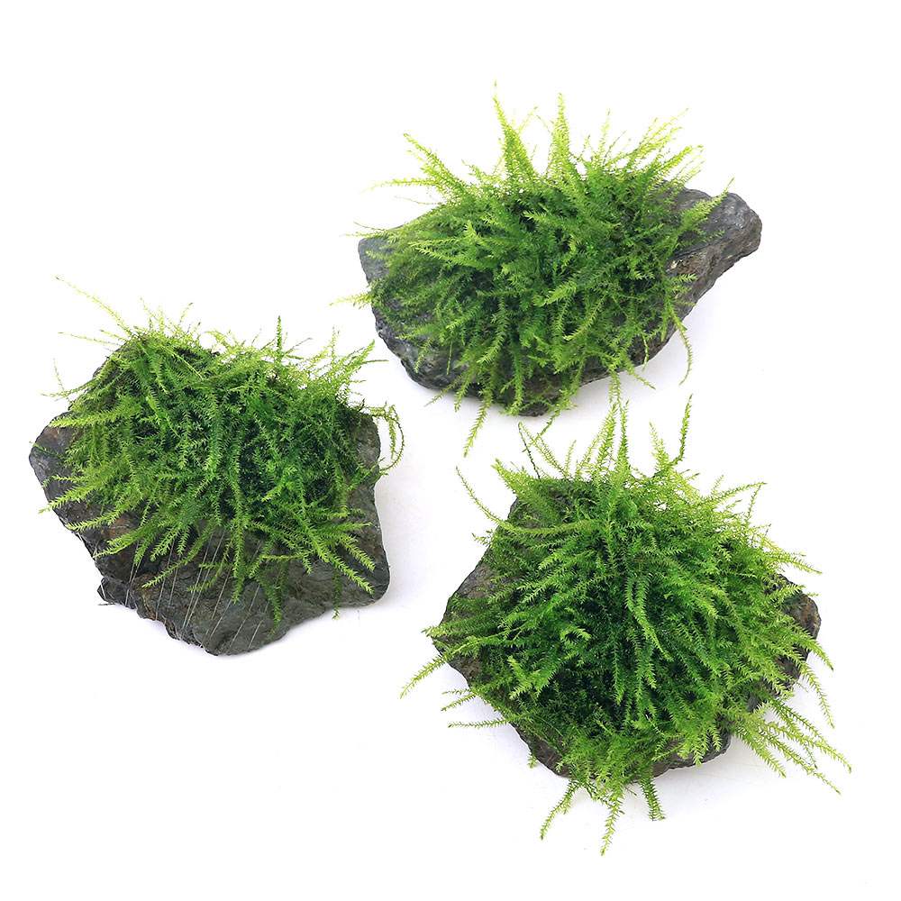 （水草）★育成済★　バブルモス　風山石　Sサイズ（約10cm以下）（水中葉）（無農薬）（3個）