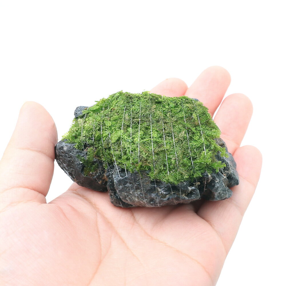 （水草）巻きたて　ウィローモス　白流石　SSサイズ（8cm以下）（水中葉）（無農薬...