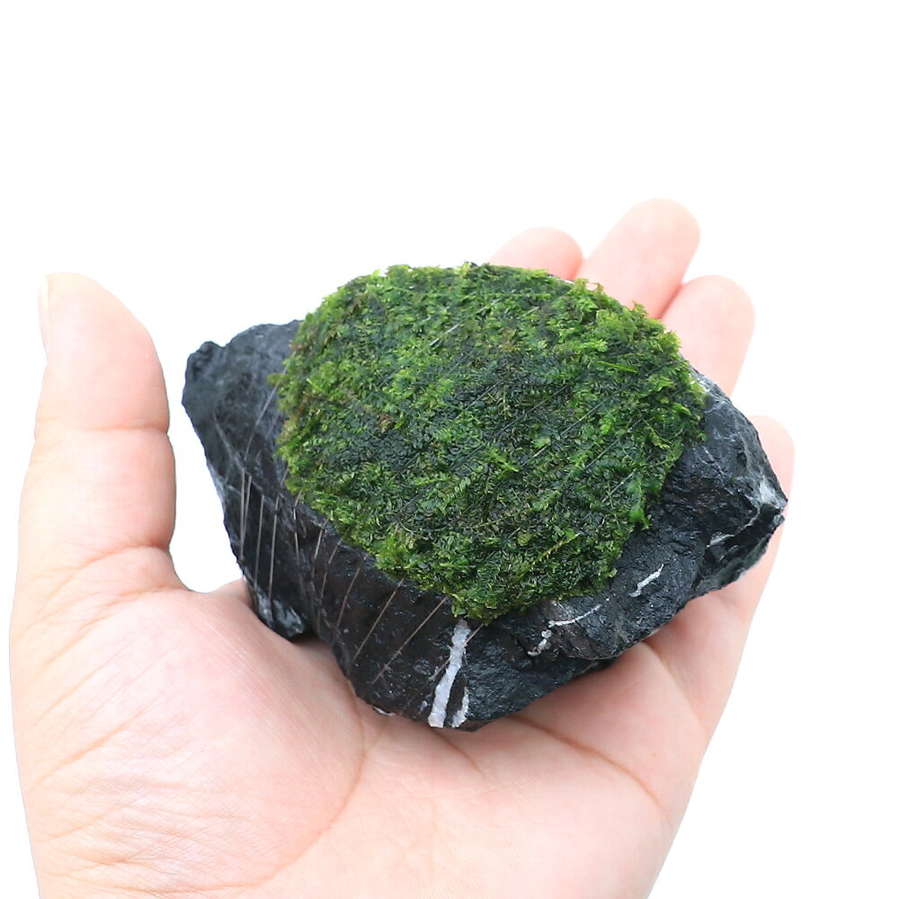 （水草）巻きたて　ウィローモス　影山石　Sサイズ（約10cm）（水中葉）（無農薬）...