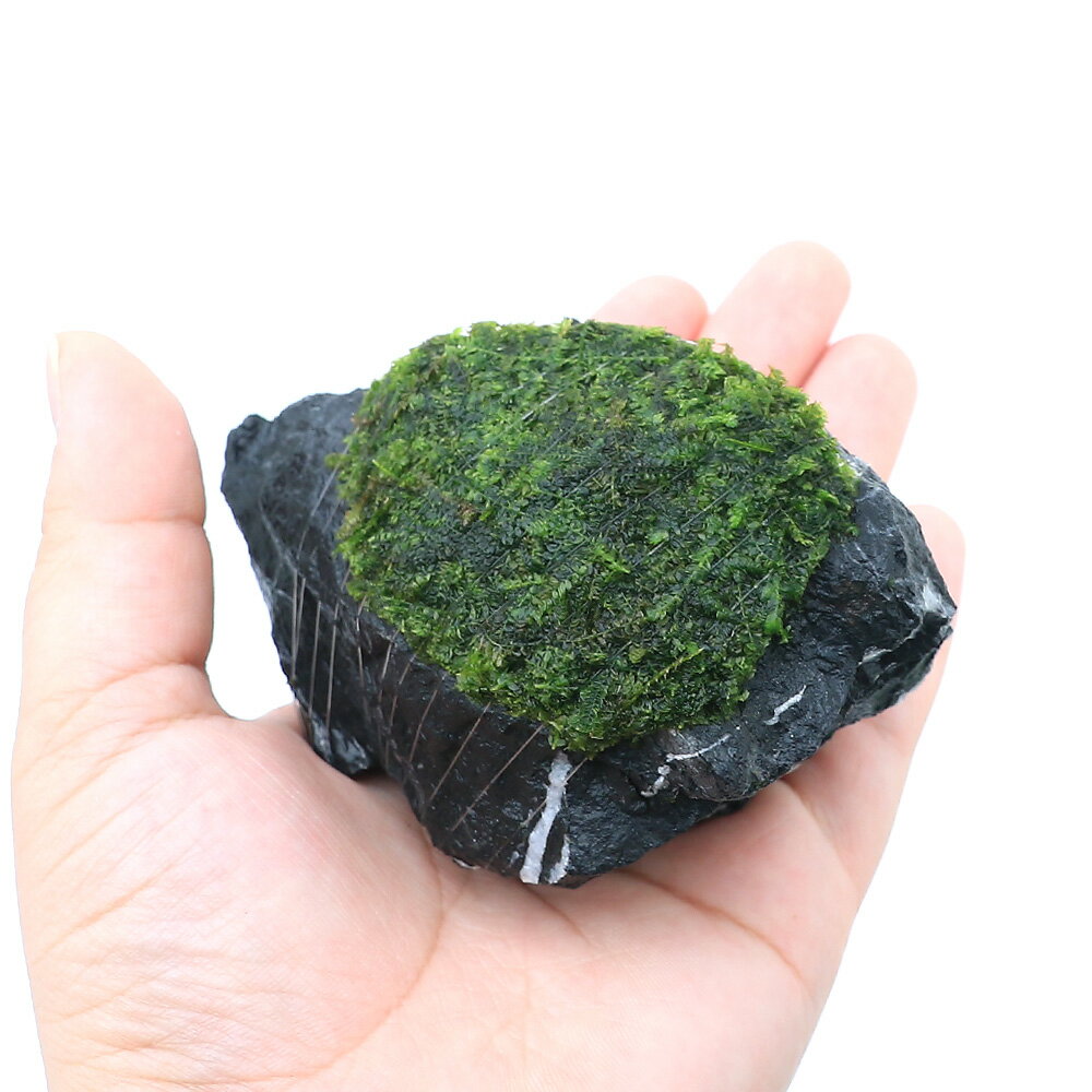 （水草）巻きたて　ウィローモス　影山石　Sサイズ（約10cm）（水中葉）（無農薬）...