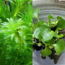 (水草)メダカに合う水草セット 2種(水中葉)(無農薬)(1セット)(説明書付)めだか