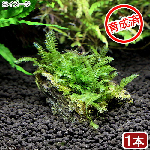 （水草）★育成済★　ハネゴケsp．カメルーン産　風山石　SSサイズ（8cm以下）（水中葉）（無農薬）（1個）
