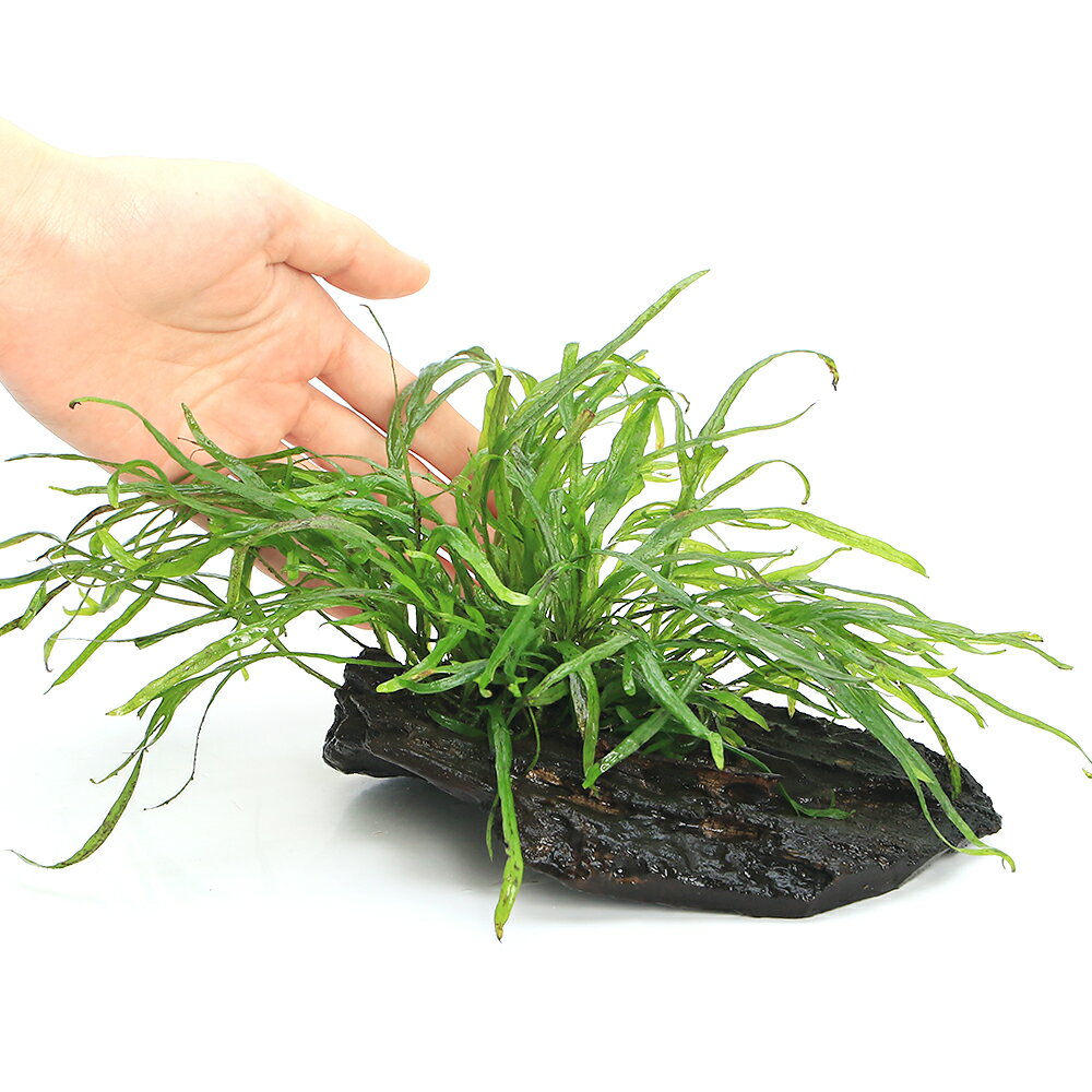 �ʿ���˥ߥ������ꥦ��sp���ȥ饤�ǥ���դ�ή�ڡ��ȥ��ԥ����ʿ���աˡ�̵�����ˡ�1�ܡ�