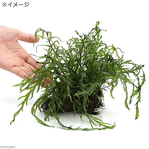 charm 3980 楽天市場店の（水草）ボルビティス　ヒュディロティ付き流木　トロピカ製（無農薬）（1本）｜アングル3
