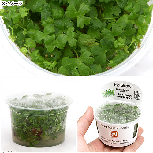 （水草）組織培養1−2−GROW！　オーストラリアン　ノチドメ　トロピカ製（無農薬）...