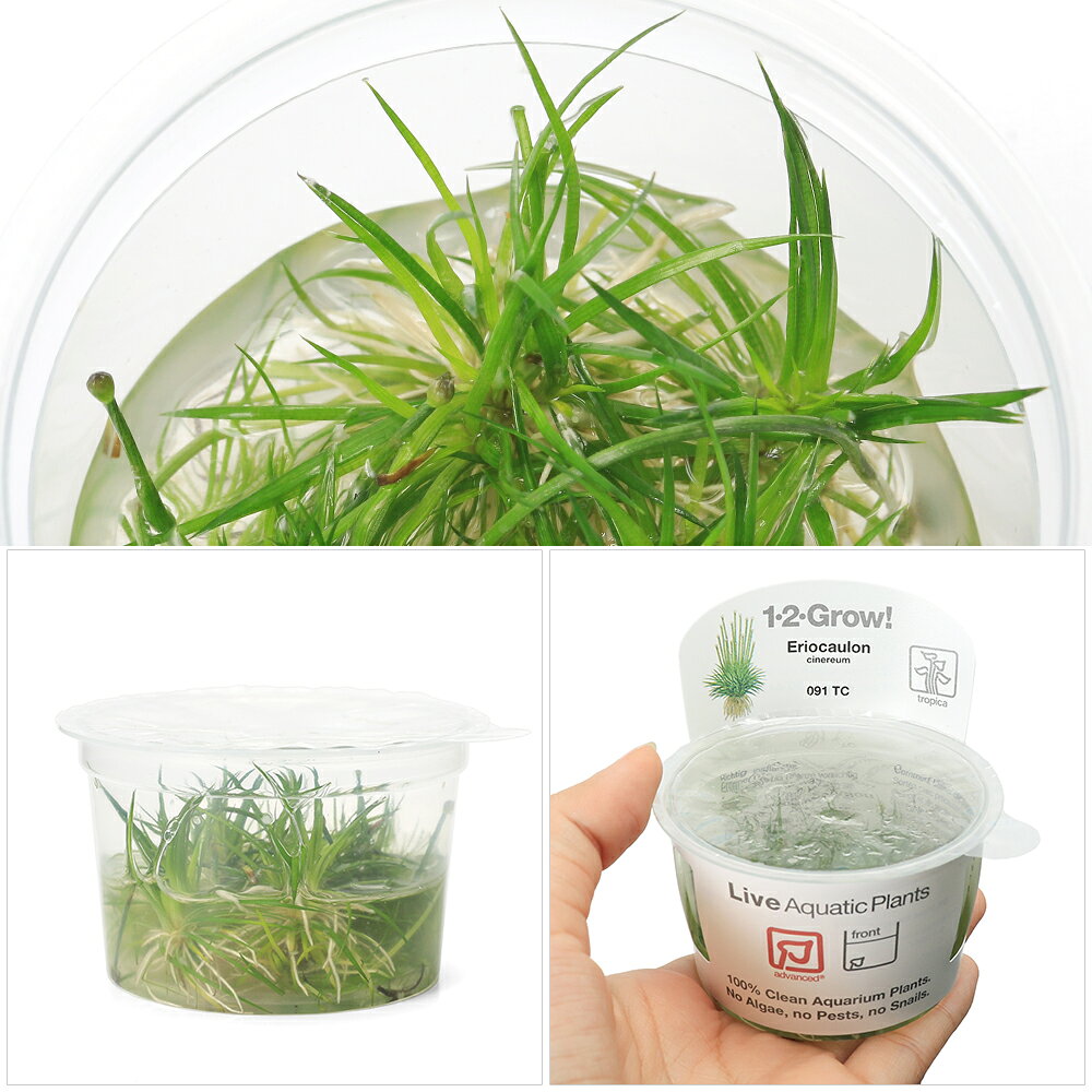 （水草）組織培養1−2−GROW！　ホシクサsp．キネレウム（液体培地）　トロピカ製（...